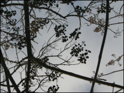 Black Scrying Mirror Reflection